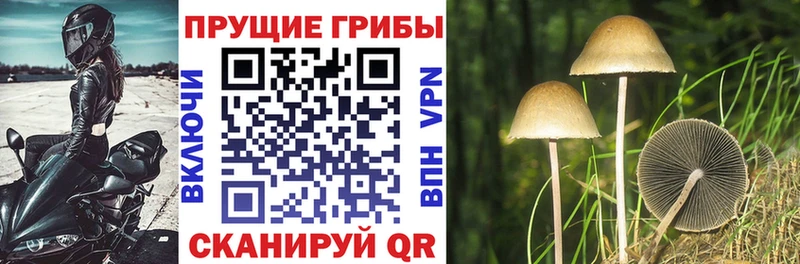 Галлюциногенные грибы мухоморы  хочу наркоту  Пенза 